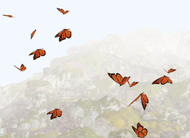 Butterfly thumbnail image