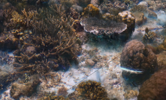Coral Reefs, XR, and AI thumbnail image