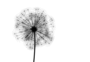 Make a Wish!/Dandelion thumbnail image